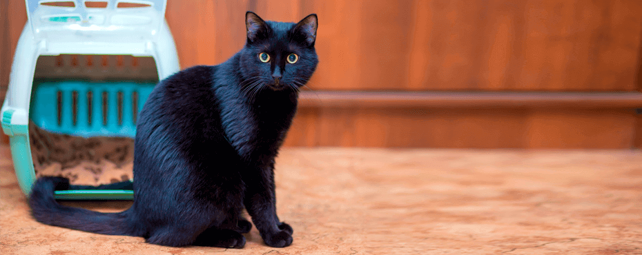 beautiful-black-cat-sits-near-its-carrier bag