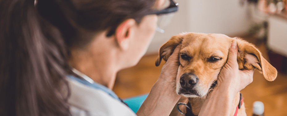 Öroninflammation hos hund: Vad är det och hur behandlar man det?